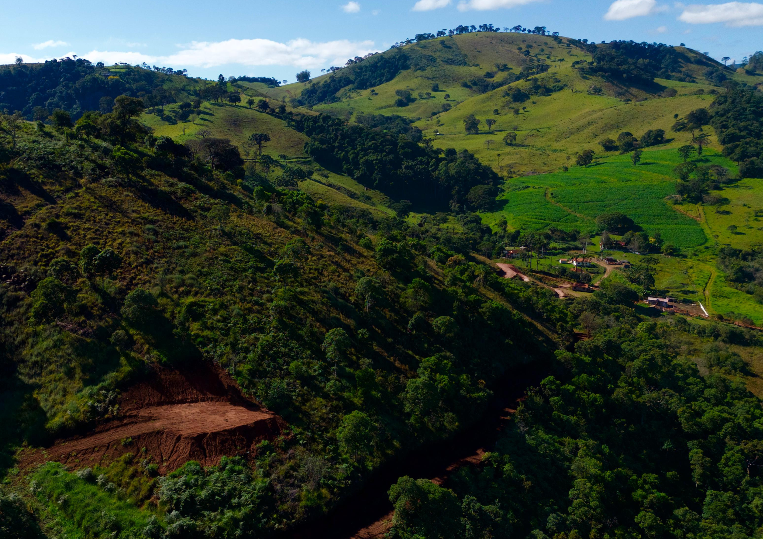 Guapuruvu - Pinhal do Ibititama